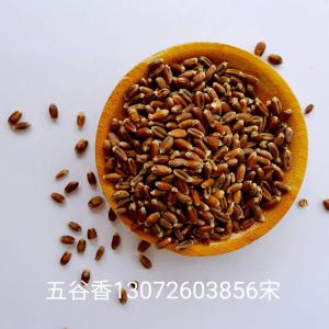 黑小麦