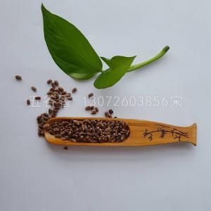黑小麦