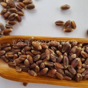 黑小麦
